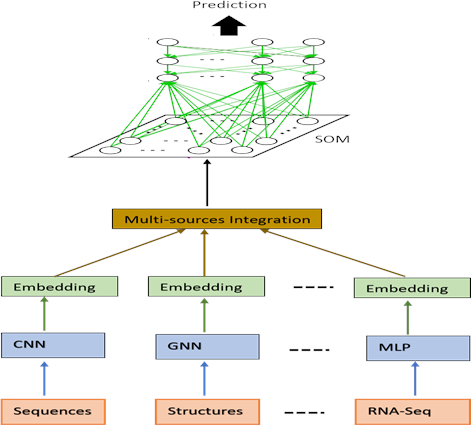 Sujet_these_2021_FT_Deep_learning_algorithms_for_the_prediction_classification_and_analysis_of_long_non_coding_RNAs_fig1